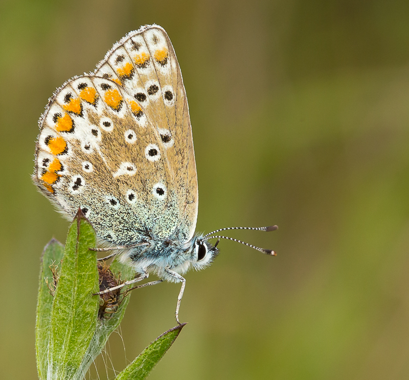 CommonBlue_Female_800px.jpg