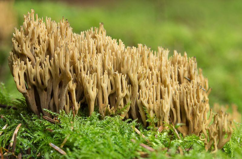 Coral_fungus.jpg