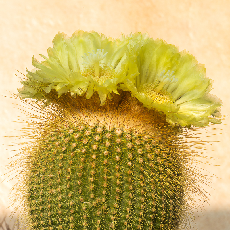 Cactus_12Aug20_3_800px.JPG