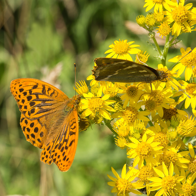 Fritillary_3_800px.JPG