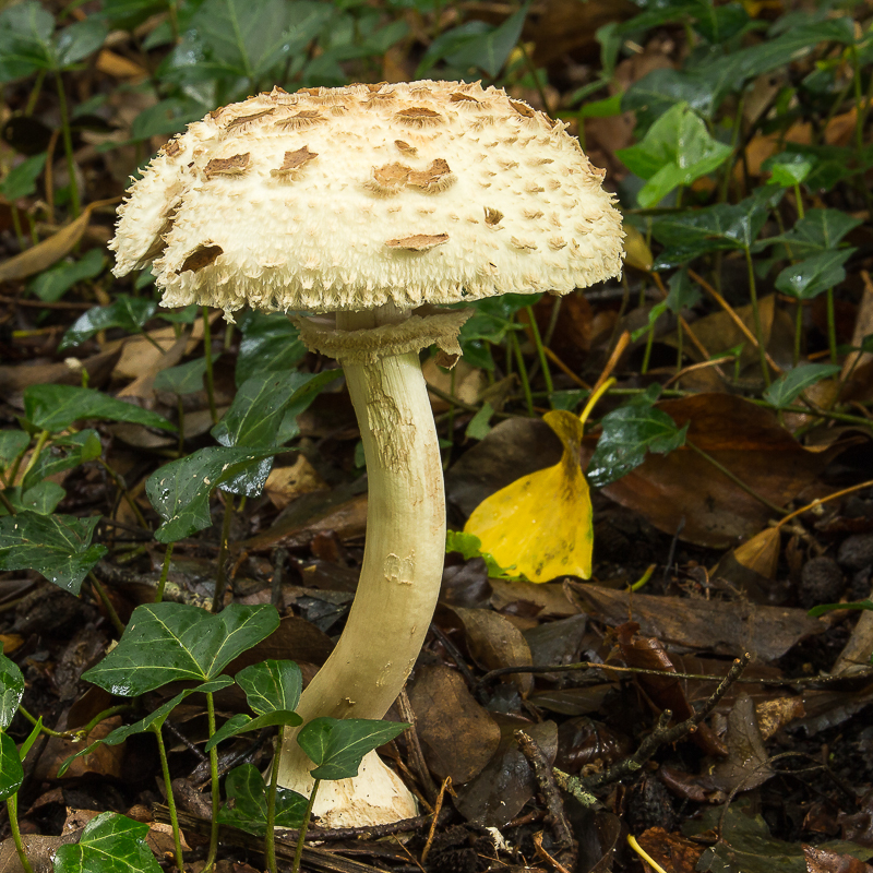 Mushroom_800px.JPG