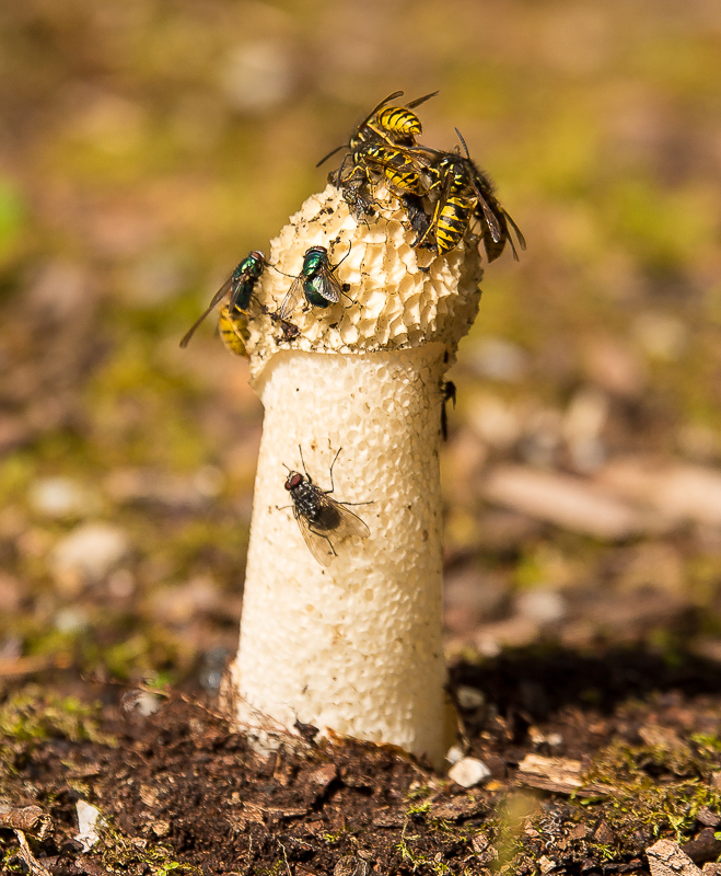 Stinkhorn_800px.JPG