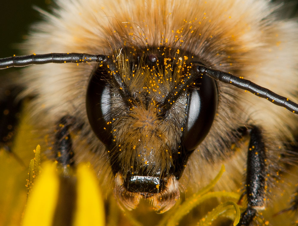 Bee_101010_3.jpg