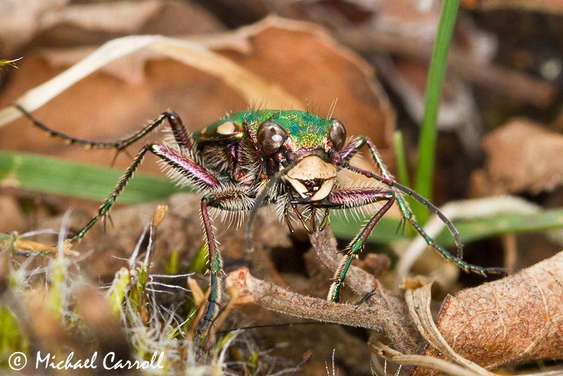 Beetle_010412_1C.jpg