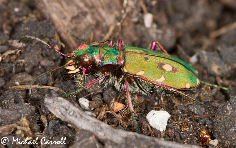 Beetle_010412_2C.jpg