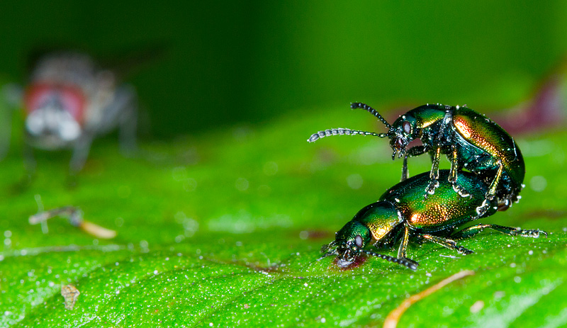 Beetles_010511_1.jpg