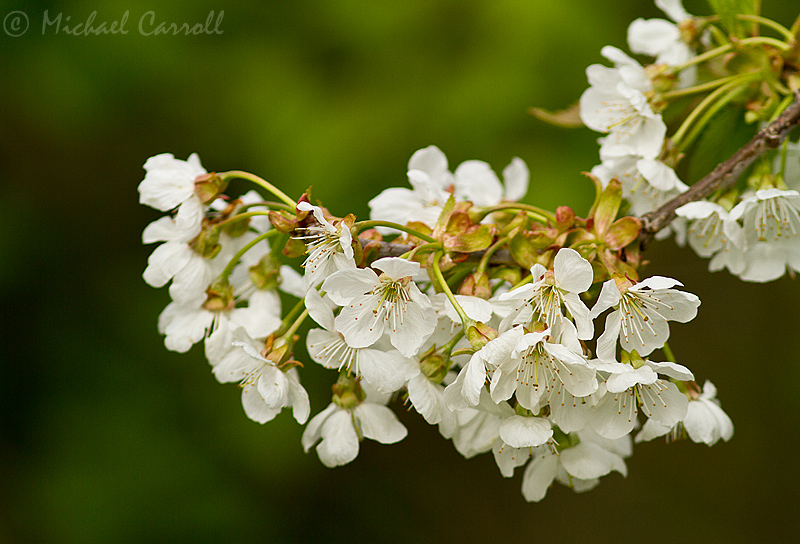 Blossom_060513_1.jpg