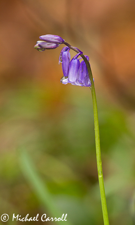 Bluebell_090412_1.jpg