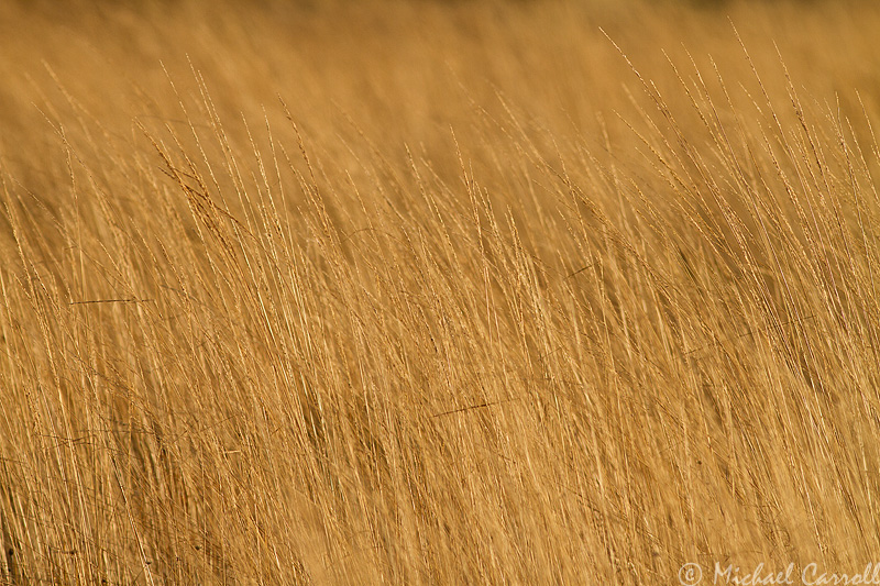 Boora_Grass_1.jpg