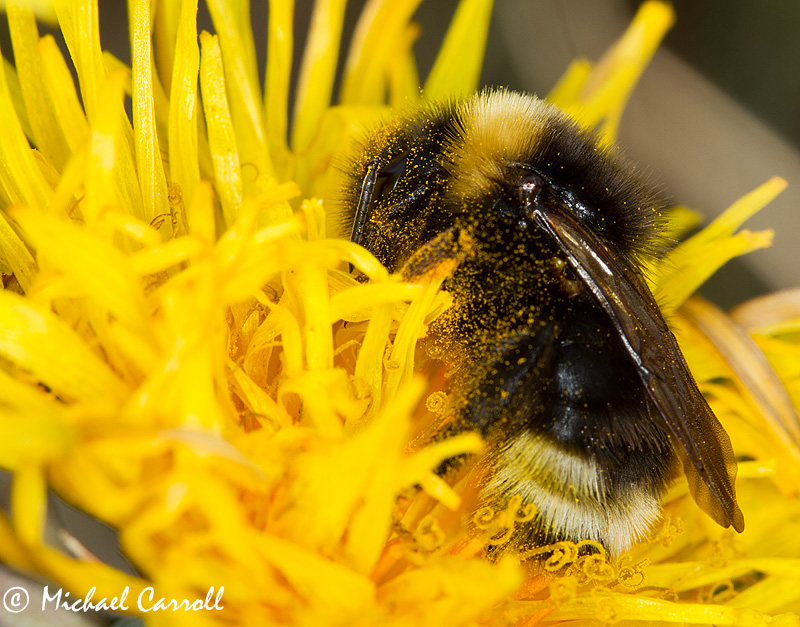 Bumblebee_010412_2.jpg