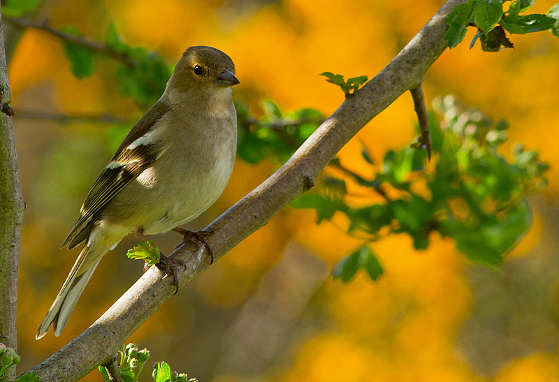 Chaffinch_230411_1.jpg