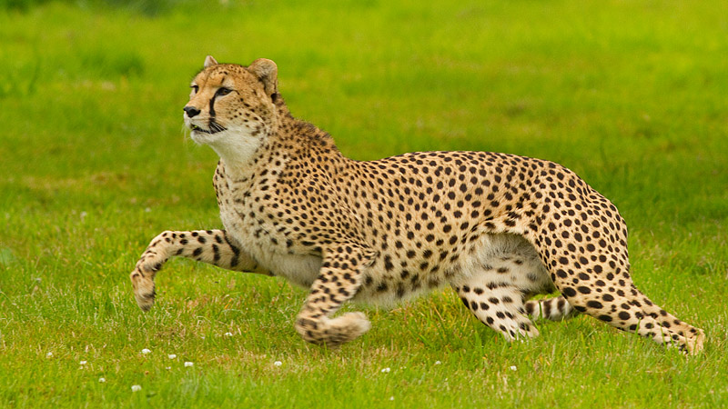 Cheetah_Fota_240711_1.jpg