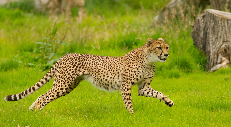 Cheetah_Fota_240711_3.jpg