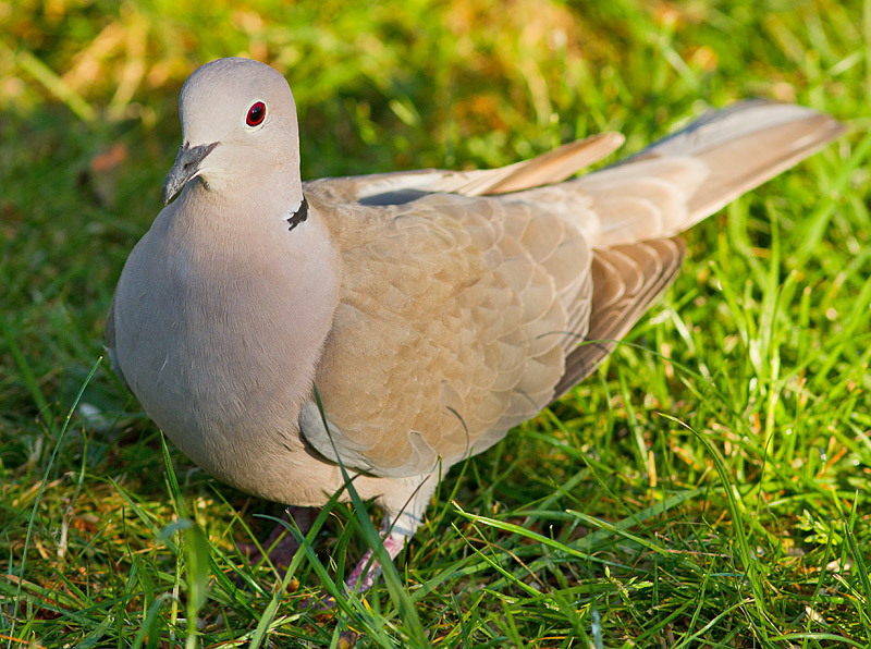 Collared_Dove_060611_1.jpg