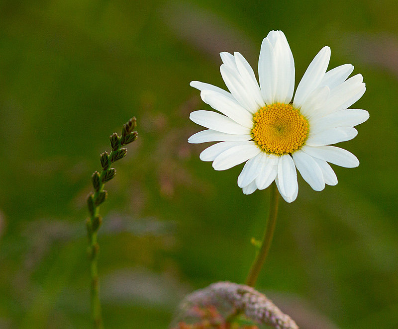 Daisy_190611_2.jpg