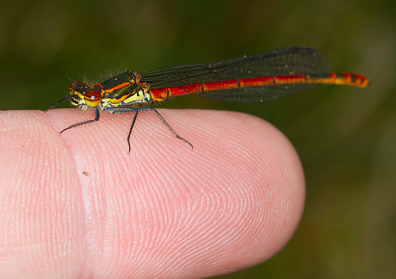 Damselfly_010511_2.jpg