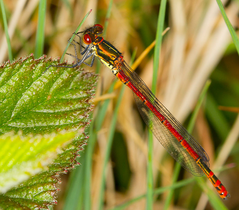 Damselfly_010511_3.jpg