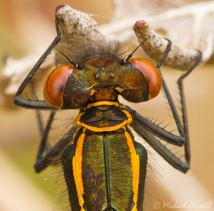 Damselfly_050512_800px_4.jpg