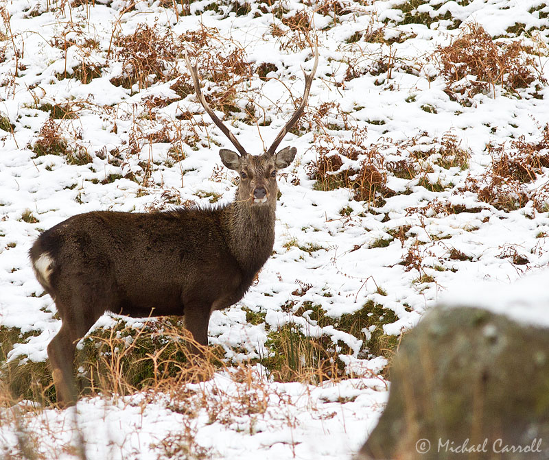 Deer_Glendalough_240213_1.jpg