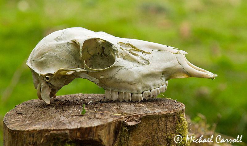 Deer_skull_060412_2.jpg