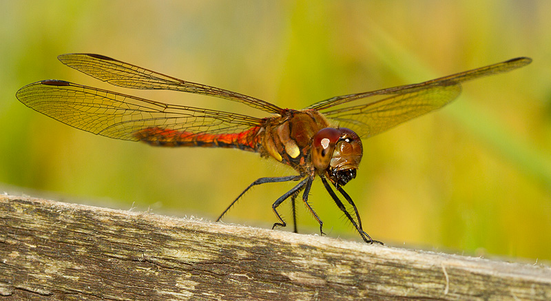 Dragonfly_140811_1.jpg