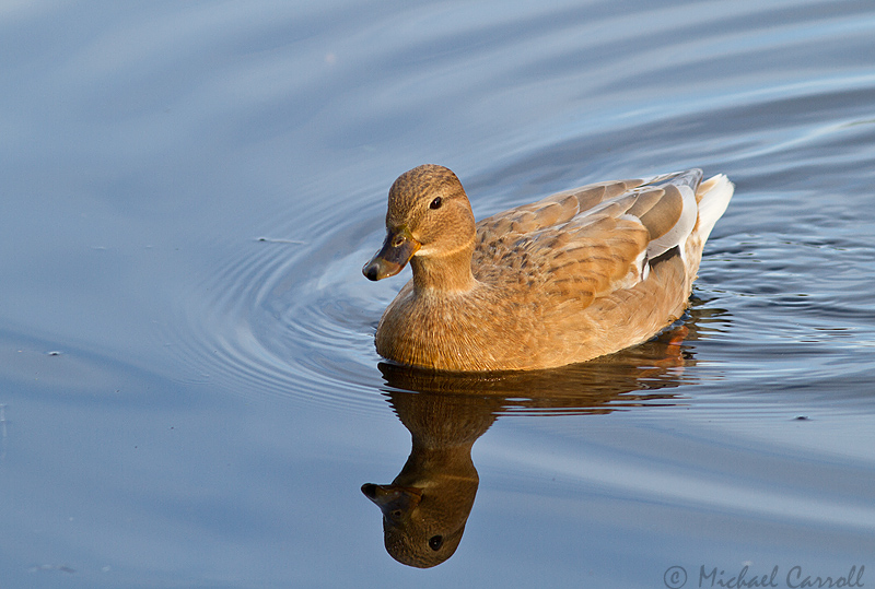 Duck_291212_800px_1.jpg