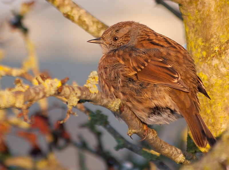 Dunnock_281110_1.jpg