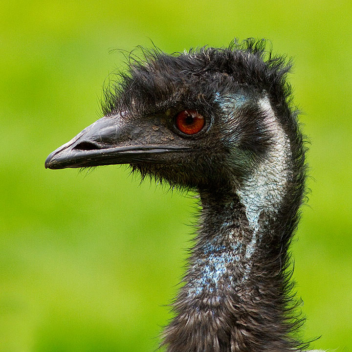 Emu_Fota_240711_1.jpg