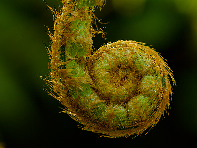 Fern_220411_1.jpg