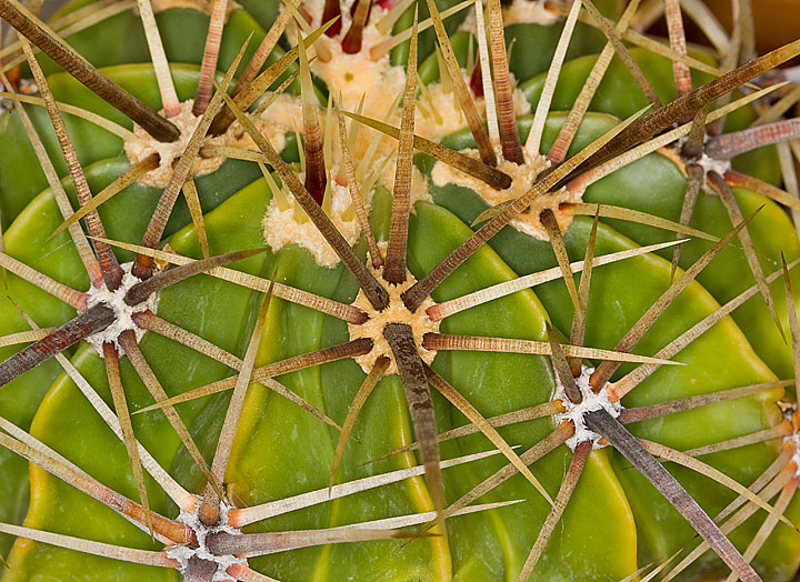 Ferocactus_250709_1.jpg