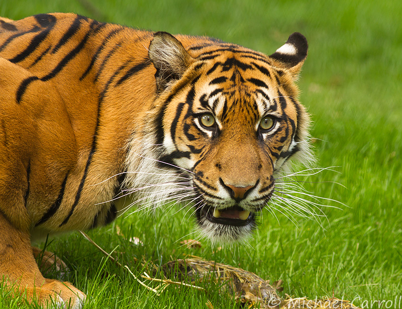 Fota_Tiger_130714_9.jpg