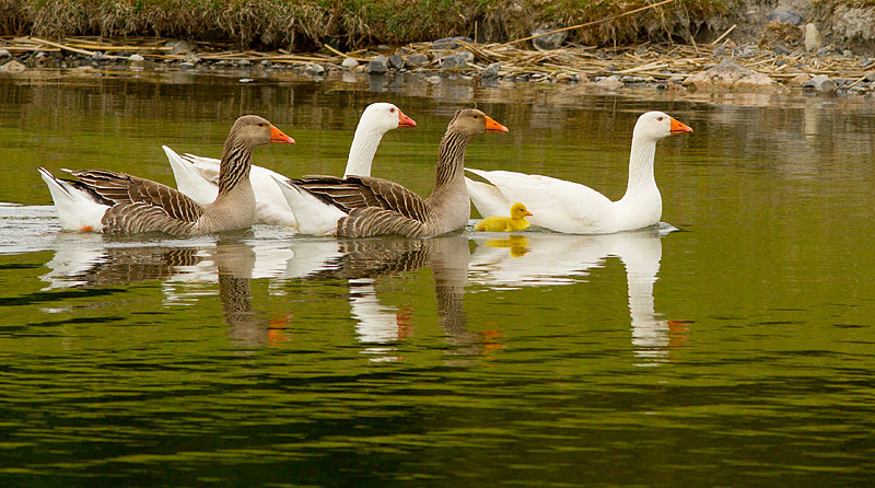 Geese_Finnamore_250411_3.jpg