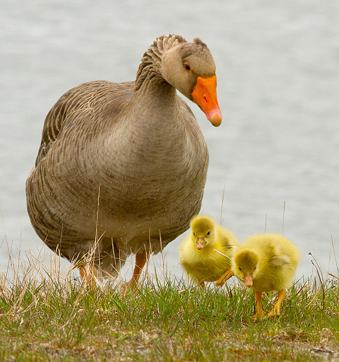 Geese_Finnamore_250411_5.jpg