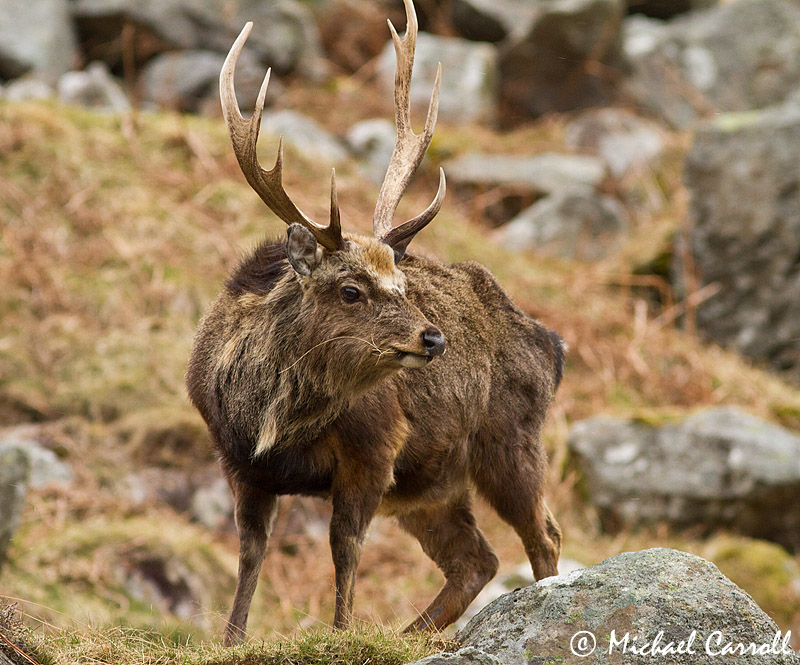 Glendalough_Deer_010413_8.jpg