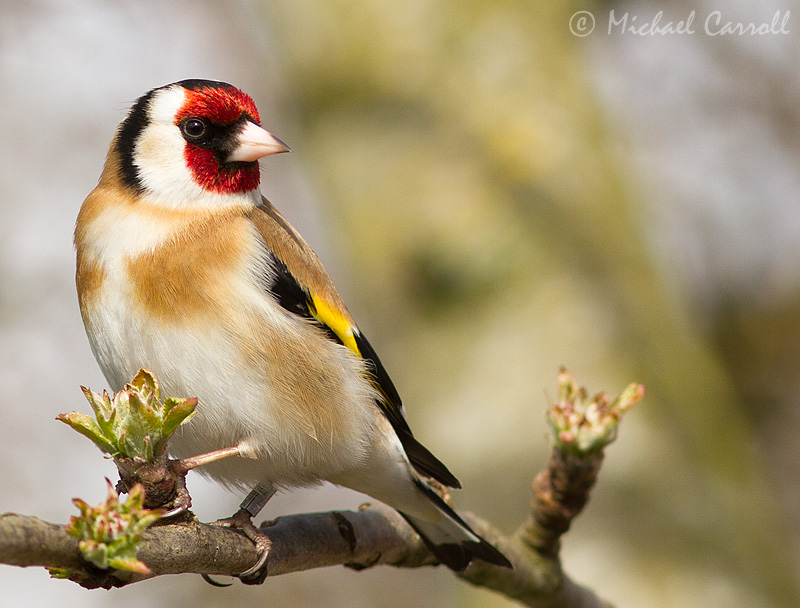 Goldfinch_210413_800px_1.jpg