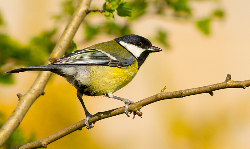 Great_Tit_100411_1.jpg