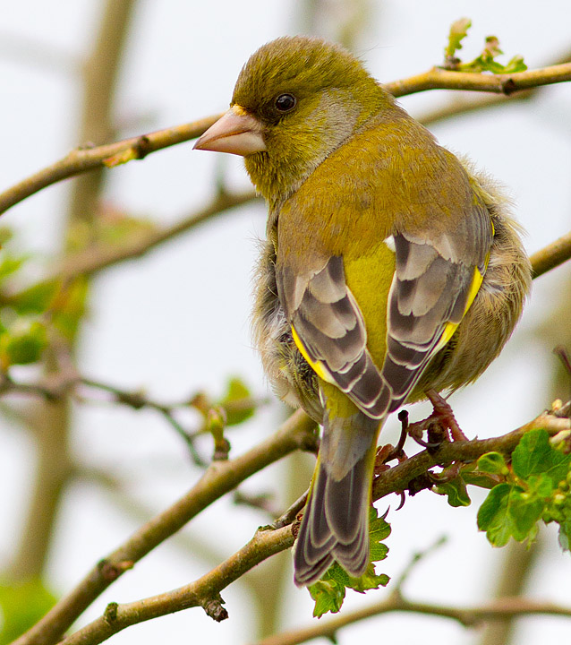 Greenfinch_050411_3.jpg