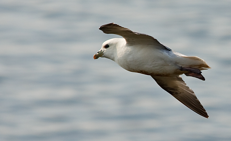 Gull_Mullaghmore_1.jpg