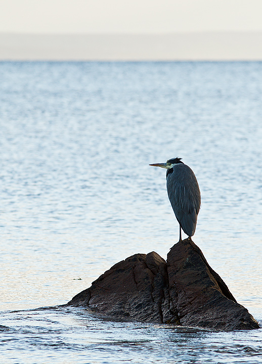 Heron_Spiddal_291012_1.jpg