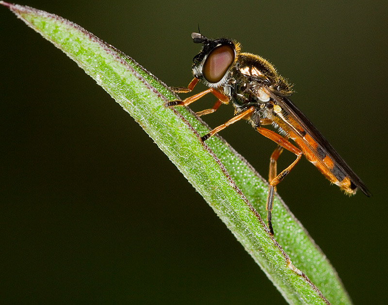 Hoverfly_030811_1.jpg