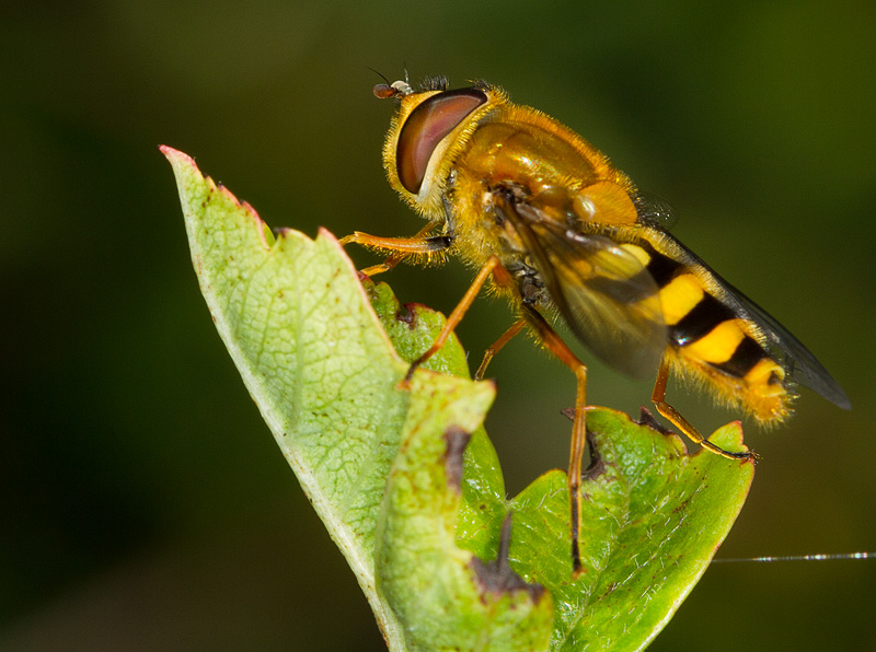 Hoverfly_140811_1.jpg