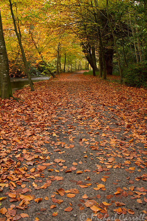 Leafy_Path_041112_1.jpg