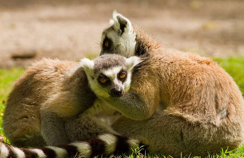 Lemur_Fota_240711_1.jpg