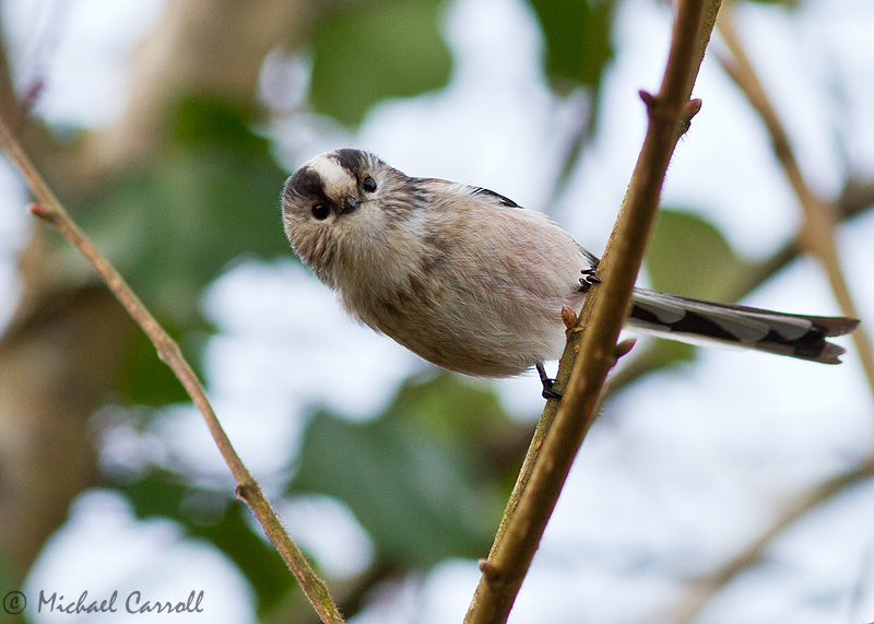 Long_Tailed_Tit_291212_800px_1.jpg