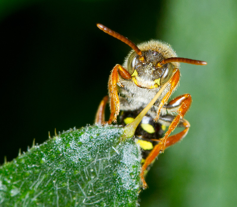 Nomad_Bee_010511_4.jpg