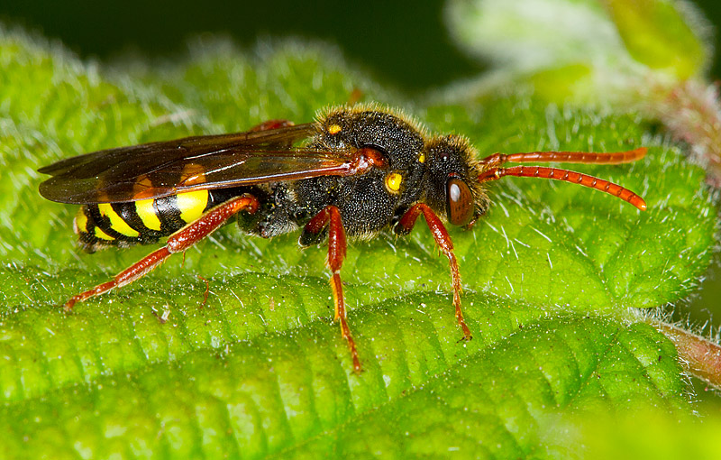 Nomad_Bee_010511_7.jpg