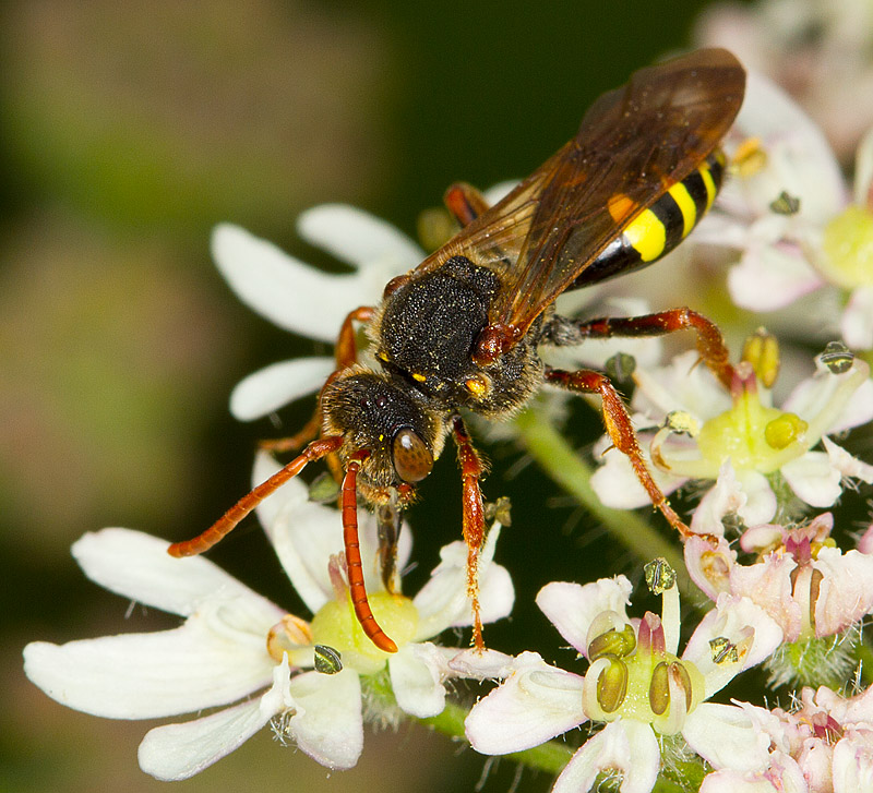 Nomad_Bee_290511_1.jpg