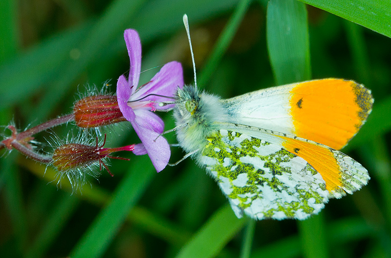 Orange_Tip_010511_1.jpg