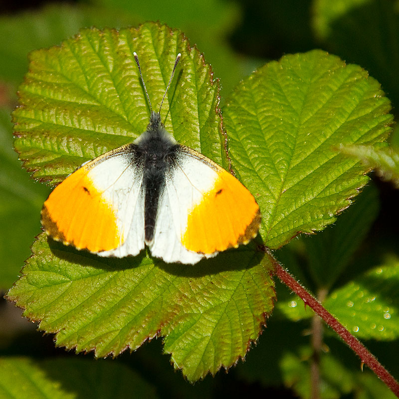 Orange_Tip_220511_1.jpg