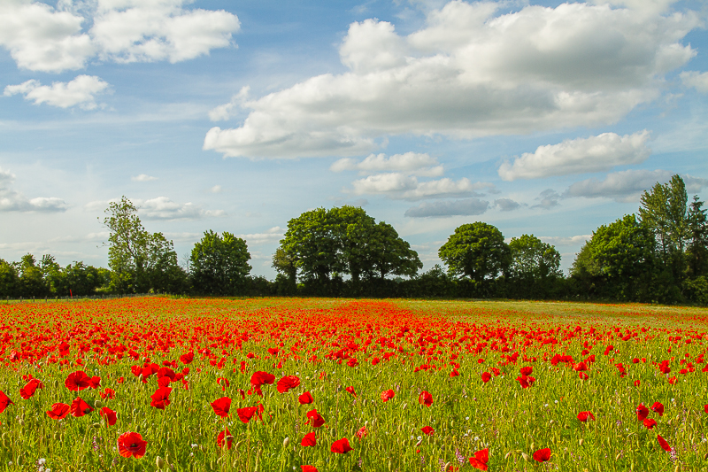 Poppies_140615_800px_1.jpg